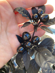 PEPPER (HOT) - Black Pearl